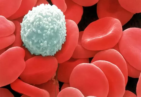 Hemogram ( Kan Sayımı) Testinde MCH Ne Anlama Gelir?