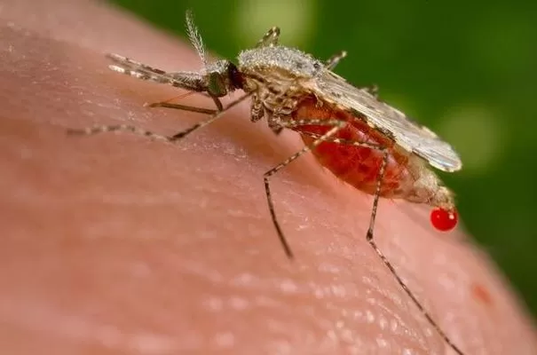 Sıtma Etkeni ve Sıtma Belirtileri Nelerdir?