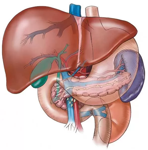 Karaciğer Koması Nedir? Belirtileri Nelerdir?