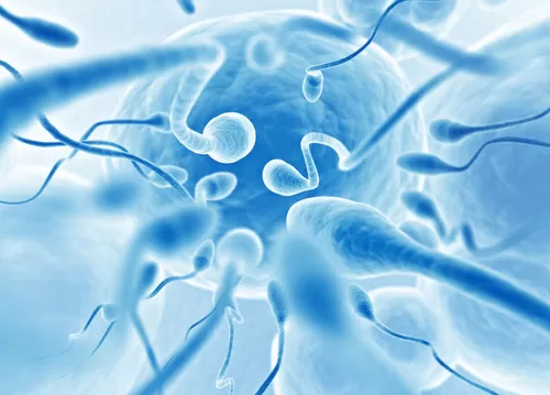 Spermiyogram (Sperm testi) Hakkında