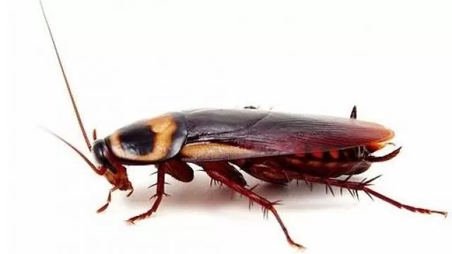 Hamam Böceği Hastalığa Neden Olur mu?