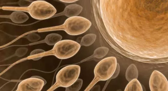 Erkeklere Kötü Haber: Sperm Sayıları Azalıyor mu?