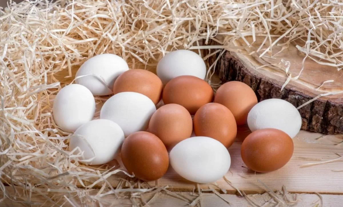 Yumurta Renkleri Neden Farklı?