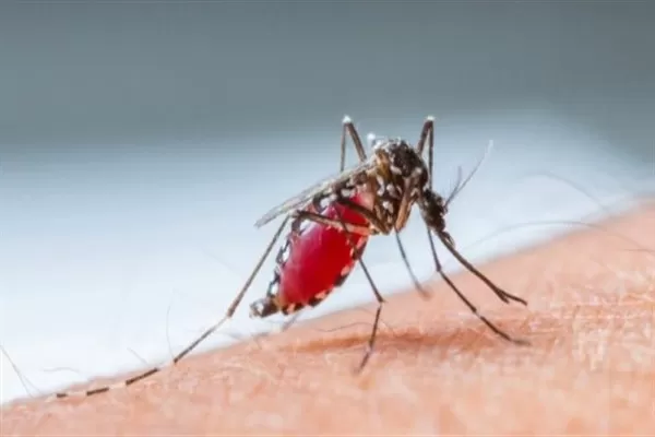 Sıtma (Malarya) Nedir, Belirtileri ve Tedavisi Nedir?