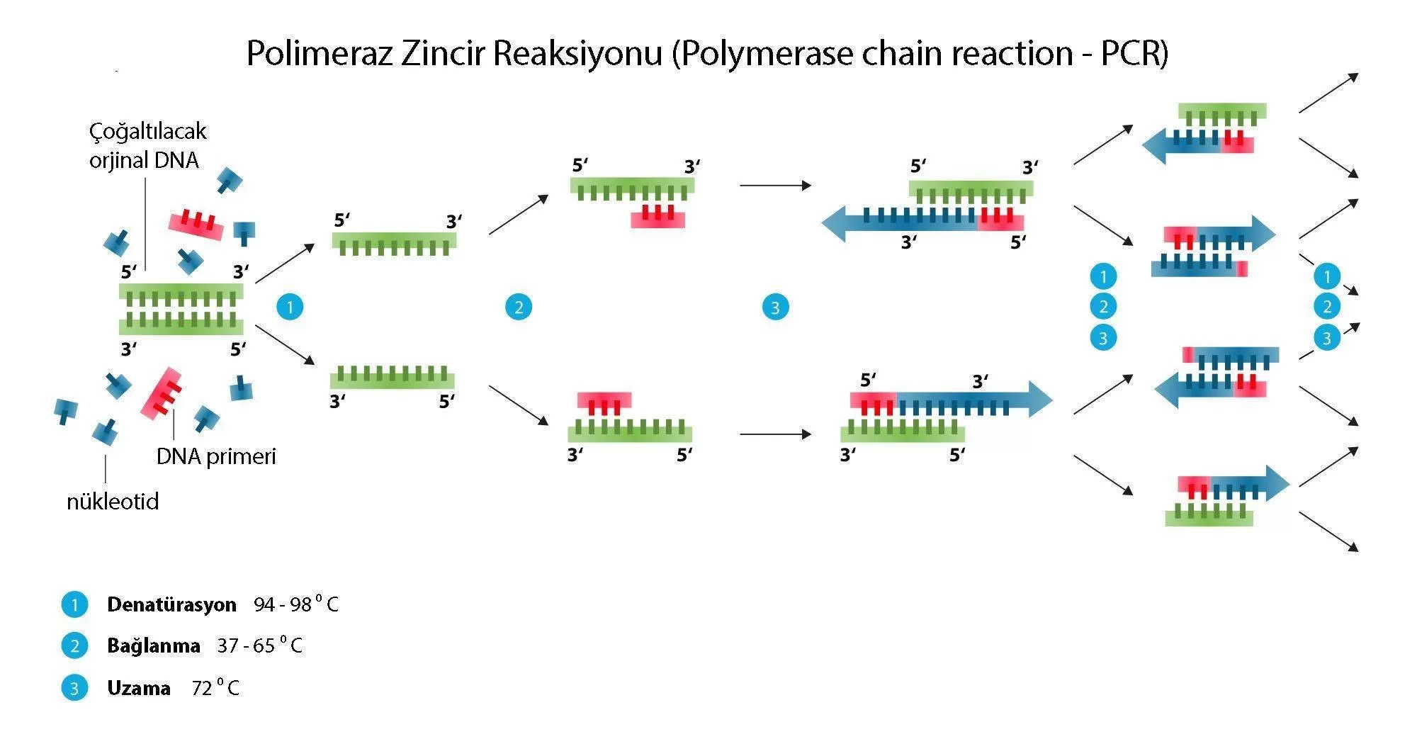 PCR Testi: PCR Analizi- Polimeraz Zincir Reaksiyonu Nedir?